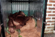 Indonesian Sumatran orangutans released into the wild