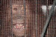 Indonesian Sumatran orangutans released into the wild
