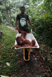 Indonesian Sumatran orangutans released into the wild