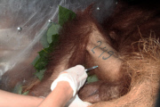 Indonesian Sumatran orangutans released into the wild