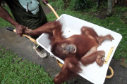Indonesian Sumatran orangutans released into the wild