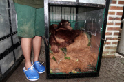 Indonesian Sumatran orangutans released into the wild