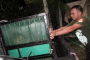 Indonesian Sumatran orangutans released into the wild