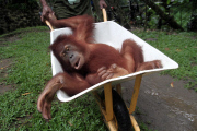 Indonesian Sumatran orangutans released into the wild