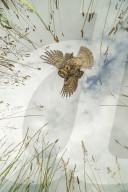 Little owl hunting, Woodbridge, Suffolk, Britain - Jul 2015