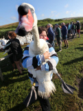 Weigh-in and health check for swans at Abbotsbury Swannery, Dorset, Britain - 26 Jul 2015