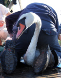 Weigh-in and health check for swans at Abbotsbury Swannery, Dorset, Britain - 26 Jul 2015