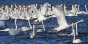 Weigh-in and health check for swans at Abbotsbury Swannery, Dorset, Britain - 26 Jul 2015