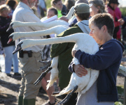 Weigh-in and health check for swans at Abbotsbury Swannery, Dorset, Britain - 26 Jul 2015
