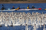 Weigh-in and health check for swans at Abbotsbury Swannery, Dorset, Britain - 26 Jul 2015