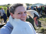 Weigh-in and health check for swans at Abbotsbury Swannery, Dorset, Britain - 26 Jul 2015