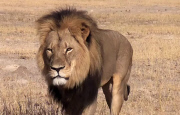 Cecil the lion killed by American dentist Walter Palmer, Zimbabwe, Africa - 29 Jul 2015