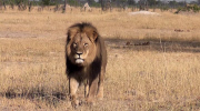 Cecil the lion killed by American dentist Walter Palmer, Zimbabwe, Africa - 29 Jul 2015