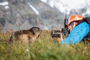 THEMENBILD, Murmeltiere im Nationalpark Hohe Tauern