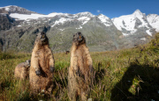THEMENBILD, Murmeltiere im Nationalpark Hohe Tauern