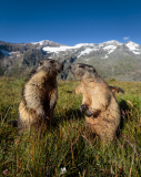 THEMENBILD, Murmeltiere im Nationalpark Hohe Tauern