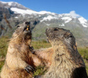 THEMENBILD, Murmeltiere im Nationalpark Hohe Tauern