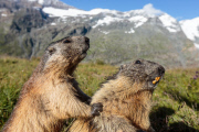 THEMENBILD, Murmeltiere im Nationalpark Hohe Tauern