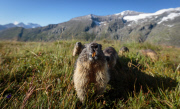 THEMENBILD, Murmeltiere im Nationalpark Hohe Tauern