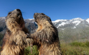THEMENBILD, Murmeltiere im Nationalpark Hohe Tauern