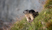 THEMENBILD, Murmeltiere im Nationalpark Hohe Tauern