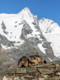 THEMENBILD, Murmeltiere im Nationalpark Hohe Tauern