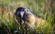 THEMENBILD, Murmeltiere im Nationalpark Hohe Tauern