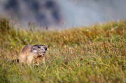 Marmots
