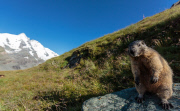 Marmots