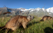 Marmots