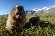 Marmots