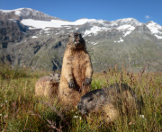Marmots