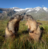 Marmots