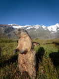 Marmots