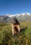 Marmots