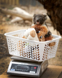 Junge Koalas im Werribee Zoo