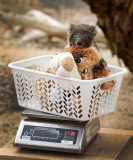 Junge Koalas im Werribee Zoo