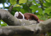 Eichhörnchen in Plastikbecher eingeklemmt 