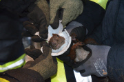 Eichhörnchen in Plastikbecher eingeklemmt 