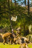 Baboons play at golf course, Victoria Falls, Zimbabwe - 08 Aug 2015