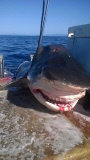 Six metre tiger shark caught off Australian coast, Seven Mile Beach, New South Wales, Australia - 12 Aug 2015