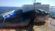 Six metre tiger shark caught off Australian coast, Seven Mile Beach, New South Wales, Australia - 12 Aug 2015