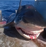 Six metre tiger shark caught off Australian coast, Seven Mile Beach, New South Wales, Australia - 12 Aug 2015