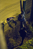 France: Calais Eurotunnel migrants
