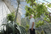 A rare American Agave plant bursts through a 19th century greenhouse
