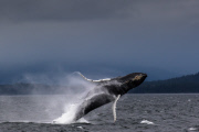 Humpback whale breaches water almost thirty times, South East Alaska - 18 Jul 2015