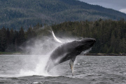 Humpback whale breaches water almost thirty times, South East Alaska - 18 Jul 2015