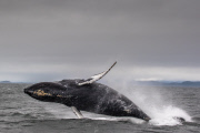 Humpback whale breaches water almost thirty times, South East Alaska - 18 Jul 2015
