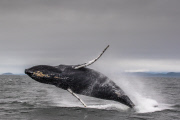 Humpback whale breaches water almost thirty times, South East Alaska - 18 Jul 2015