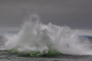 Humpback whale breaches water almost thirty times, South East Alaska - 18 Jul 2015